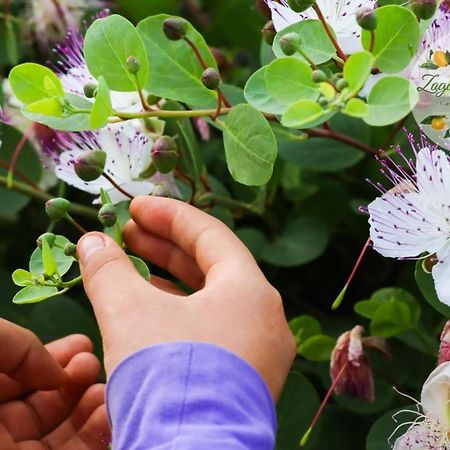 Zagare E Limoni Apartment Ostuni Ngoại thất bức ảnh